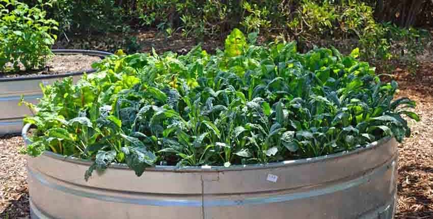 Intercrop Planting