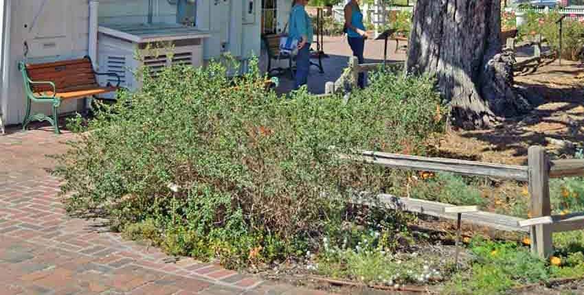 Luther Burbank House Garden