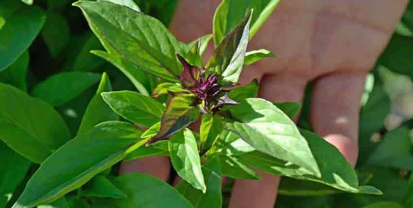 Thai Basil