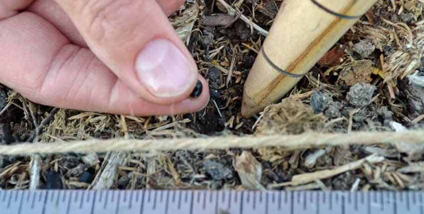 Direct Sowing Okra Seed