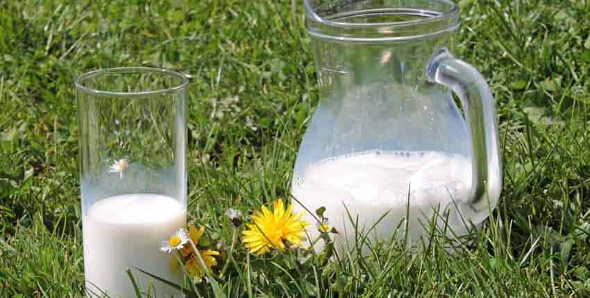 Pitcher of Milk
