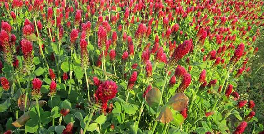 Crimson Clover Cover Crops