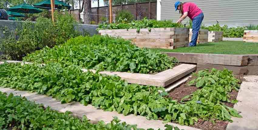 Cindy with Raised Bed