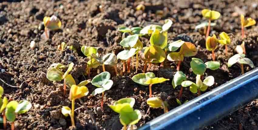 One Week Old Buckwheat