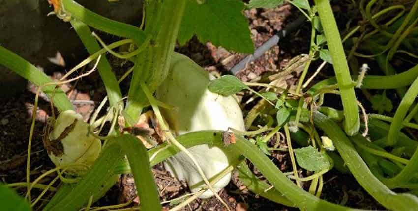 Ripe Pattypan Squash
