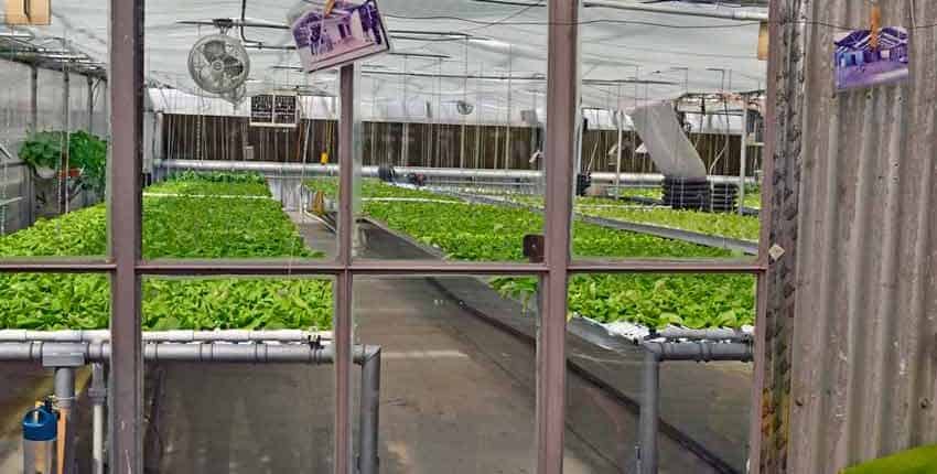 Aquaponic Farming