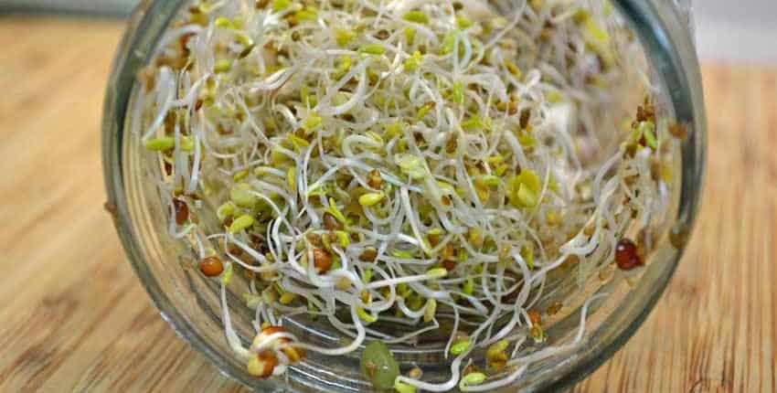 Four Day Old Sprouts Closeup