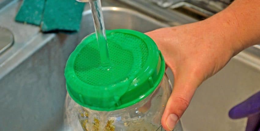 Rinsing Sprouts