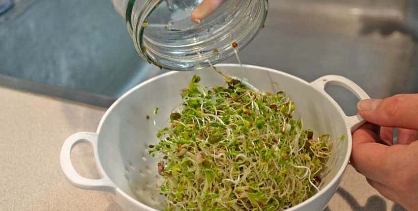 Rinsing Sprouts Day Seven