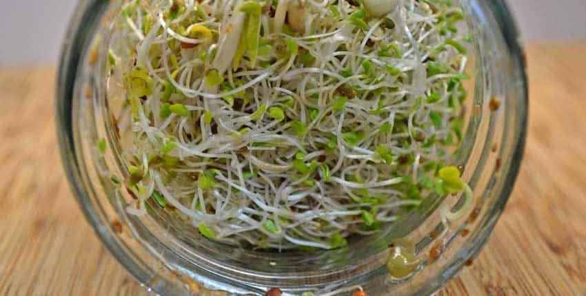 Seven Day Old Sprouts Closeup