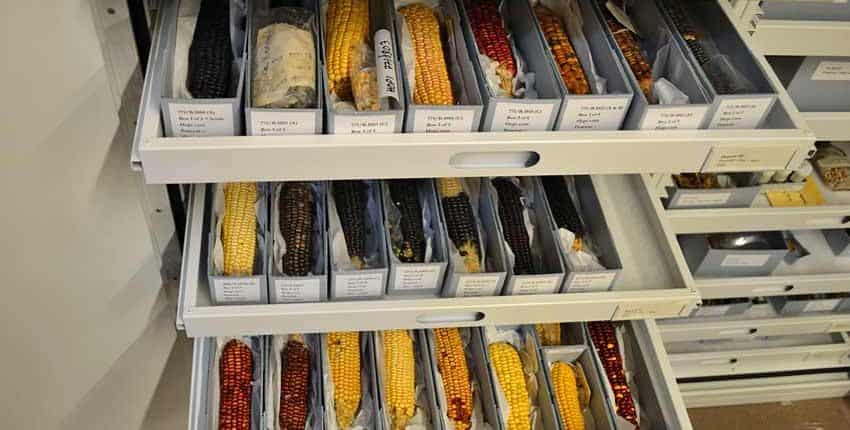 Herbarium Heirloom Corn