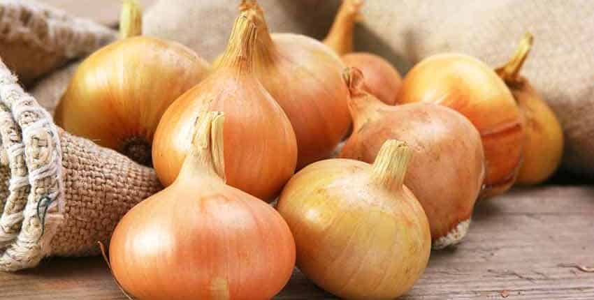 Stuttgarter Spring Onions