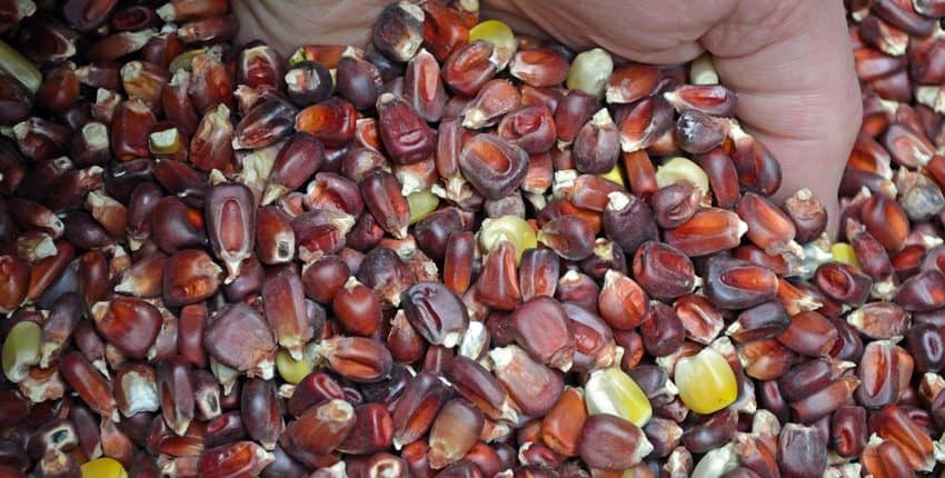 Bloody Butcher Heirloom Corn Seed