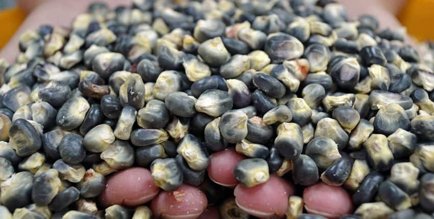 Hopi Blue Heirloom Corn Seed