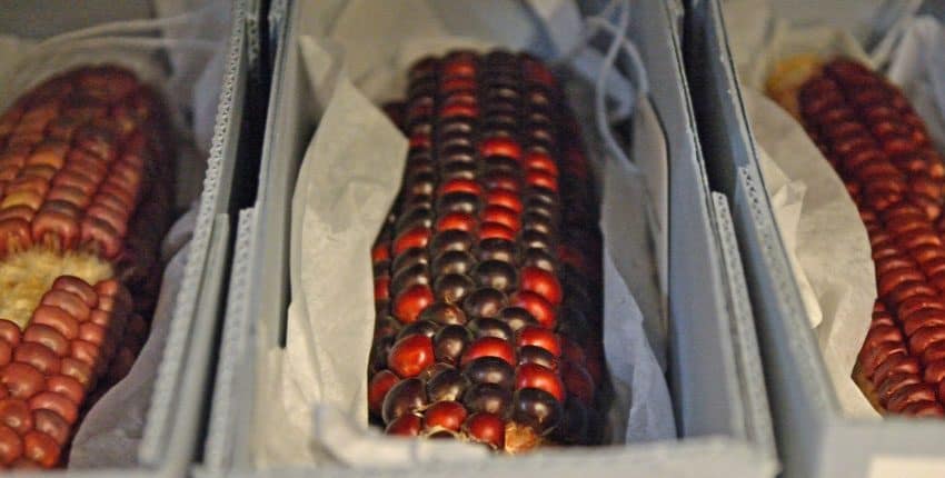 Hopi Heirloom Corn Herbarium Closeup