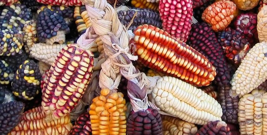 Peruvian Heirloom Corn Display