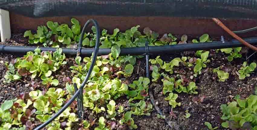 Lettuce Shade Detail
