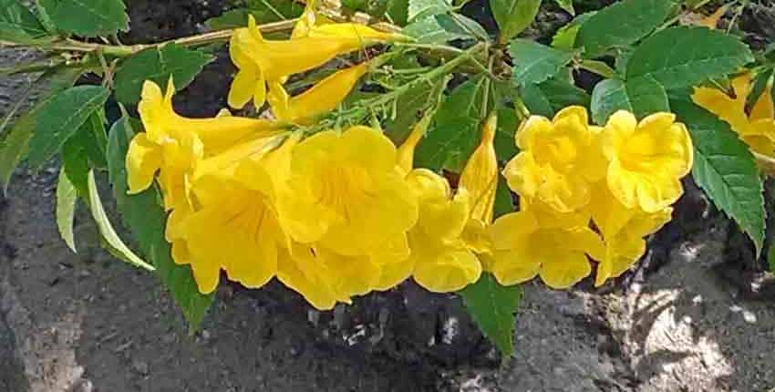 Flower Blooms - Ethel M Botanic Garden