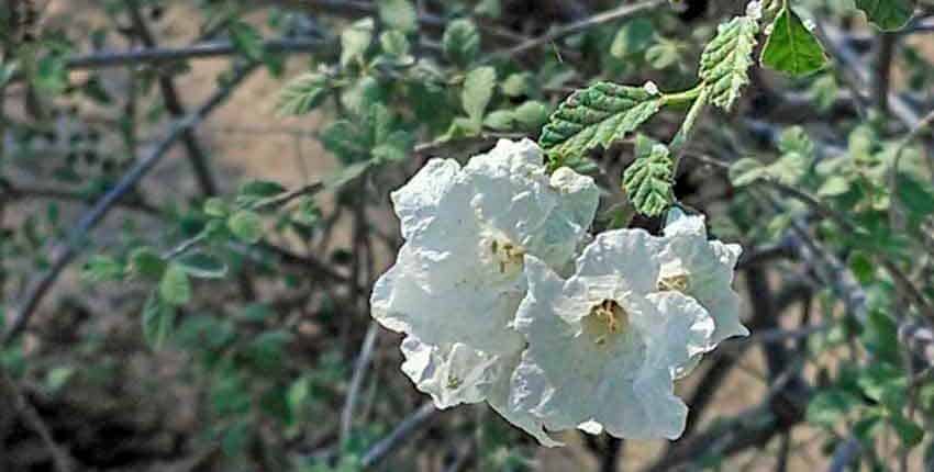 Flower Closeup - Ethel M Botanic Garden