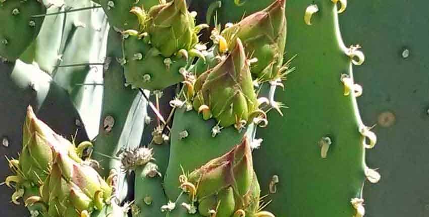 Prickly Pear Detail - Ethel M Botanic Garden