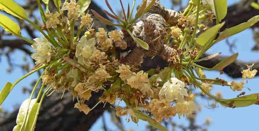 Shea Tree Flowers
