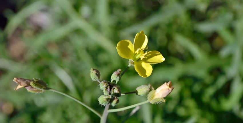 Wild Italian Arugula Flower