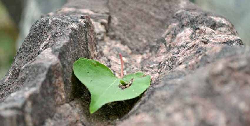 Aspen leaf on granite