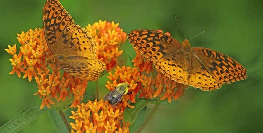 Butterfly Milkweed