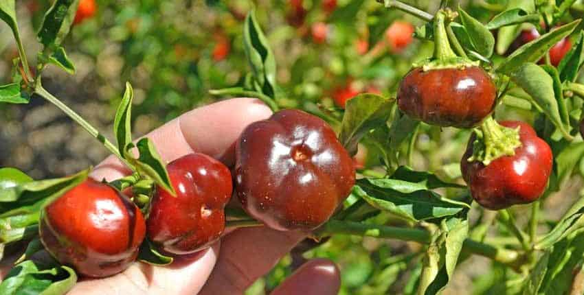 Chocolate Mini Bell Peppers