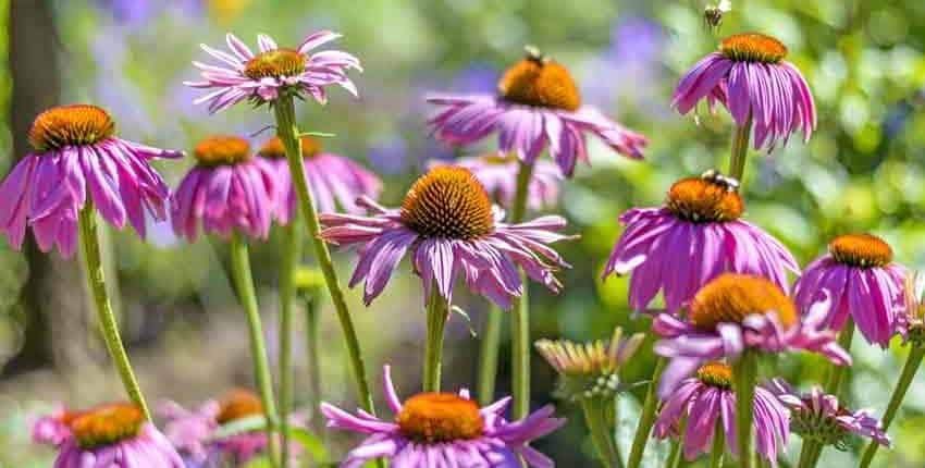 Coneflowers