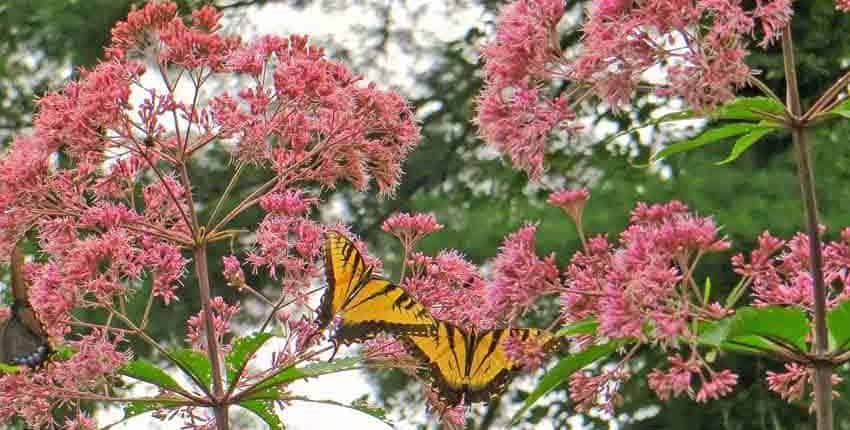 Joe Pye Weed with Swallowtails