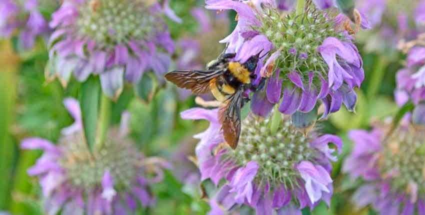 Lemon Bee Balm