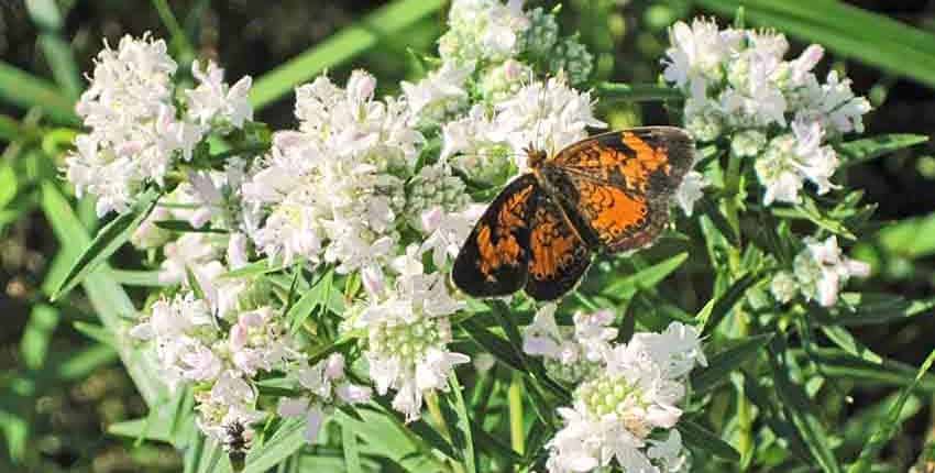 Virginia Mountain Mint