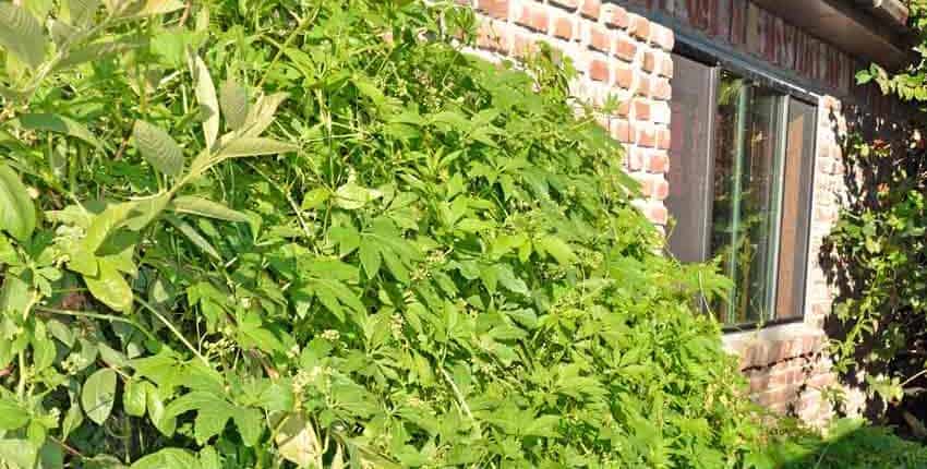 Achocha vine on west wall