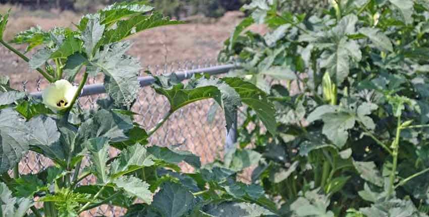Okra as living shade