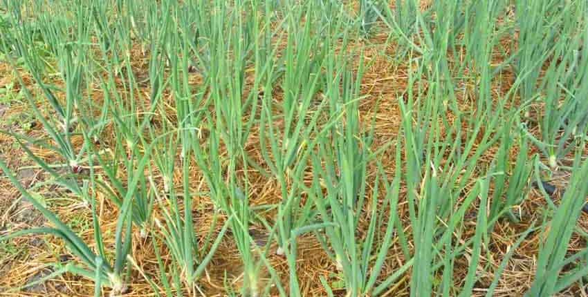 Mulched Onions