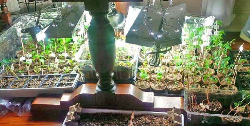 Seed Starting Under Table